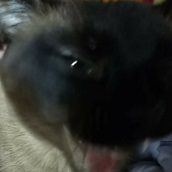 Meet your Posher, Amu - Picture 2 of 3